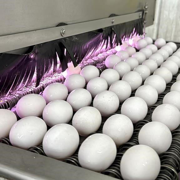 What to know about bird flu, poultry and dairy farms